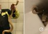 Австрийца укусил огромный питон, который неожиданно вылез из унитаза. Фото