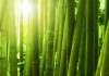 Прозрачный бамбук станет эффективной и экономичной альтернативой стеклу