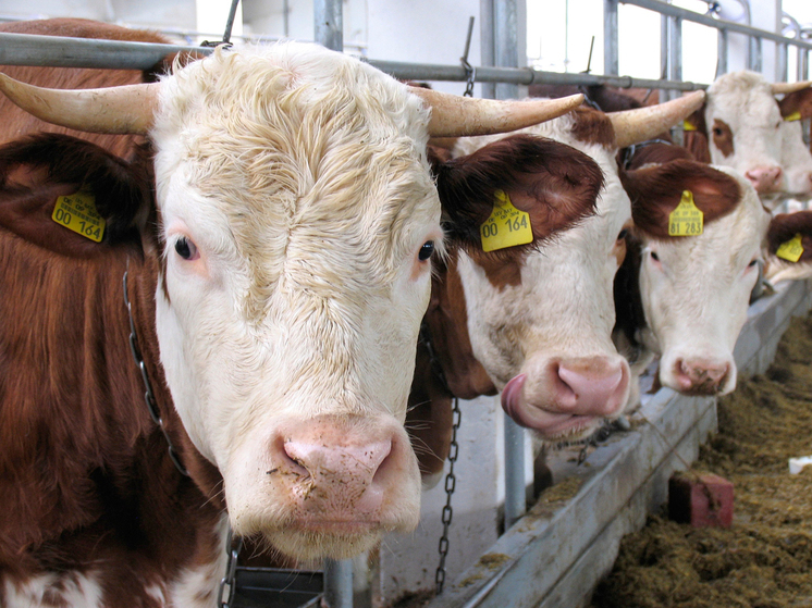 Минсельхоз решил предоставлять субсидии на УЗИ для коров