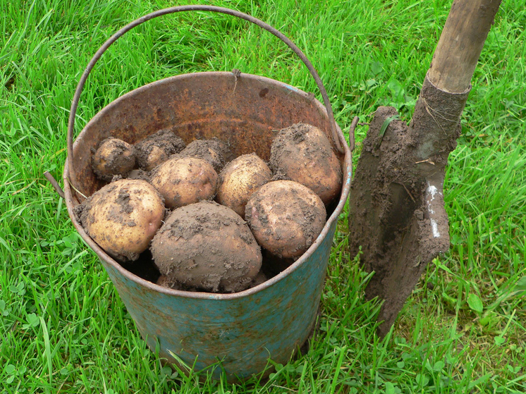 Почему картофель стал &laquo;золотым&raquo;: разбираем причины резкого подорожания овощей