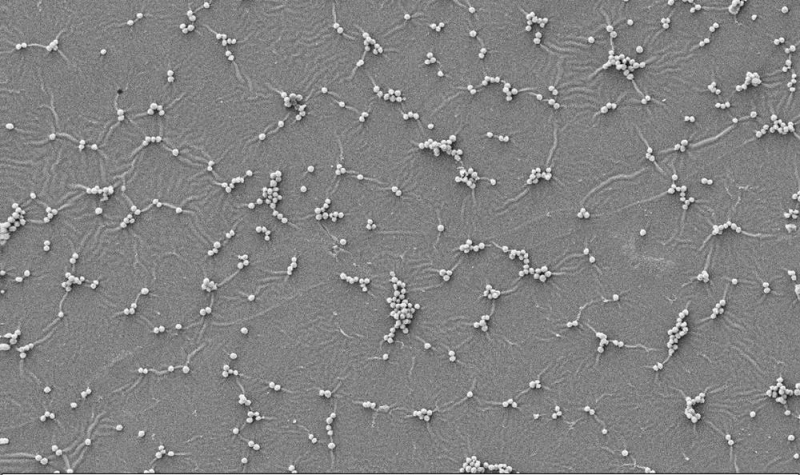 Краска-убийца уничтожает 100 % бактерий при контакте 