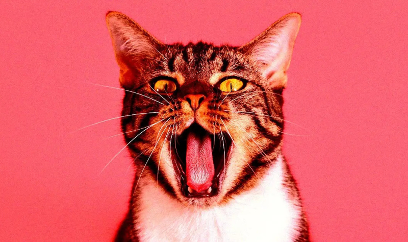 Baidu разрабатывает ИИ для перевода языка домашних животных