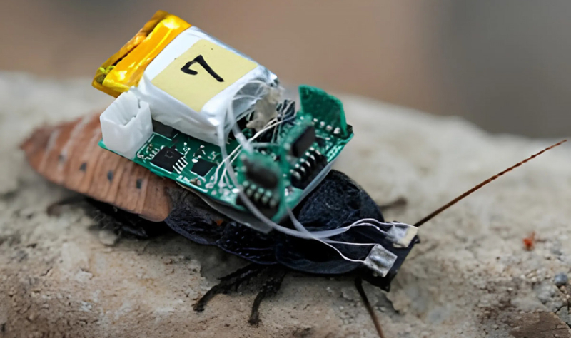 Японские ученые создали управляемых светом кибертараканов