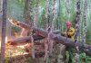 Крупный бизнес продолжит защищать леса Красноярского края от пожаров