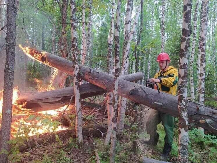 Крупный бизнес продолжит защищать леса Красноярского края от пожаров