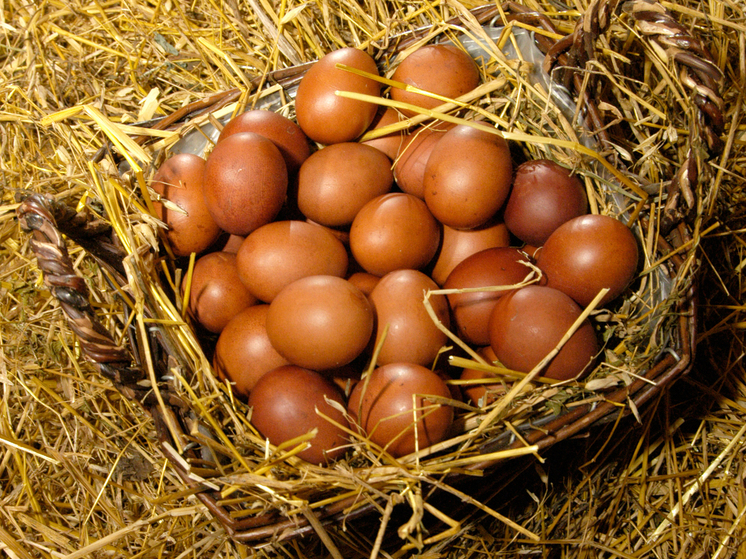 Стало яйцо простое, будет - золотое: осенью ожидается новый взлет цен