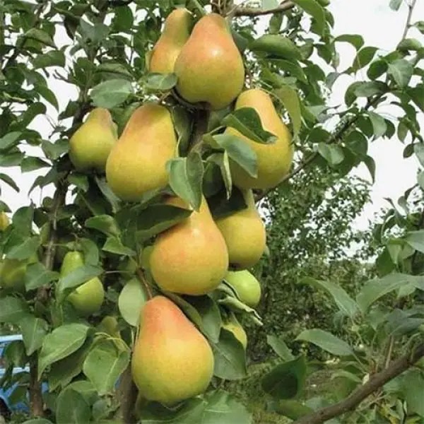 Саженцы плодовых деревьев, цветов и кустов: советы и наблюдения