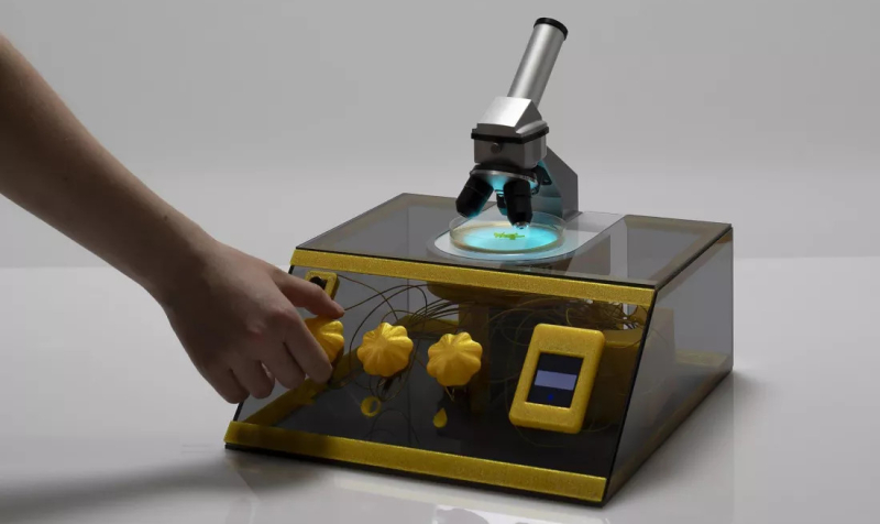 Живой слизевик поможет создать надежный криптографический ключ 