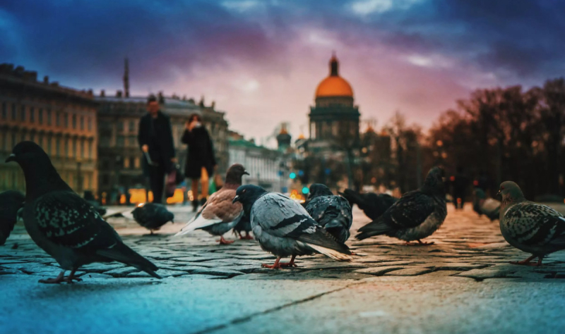 В России тестируют птиц-биодронов для наблюдения и разведки 